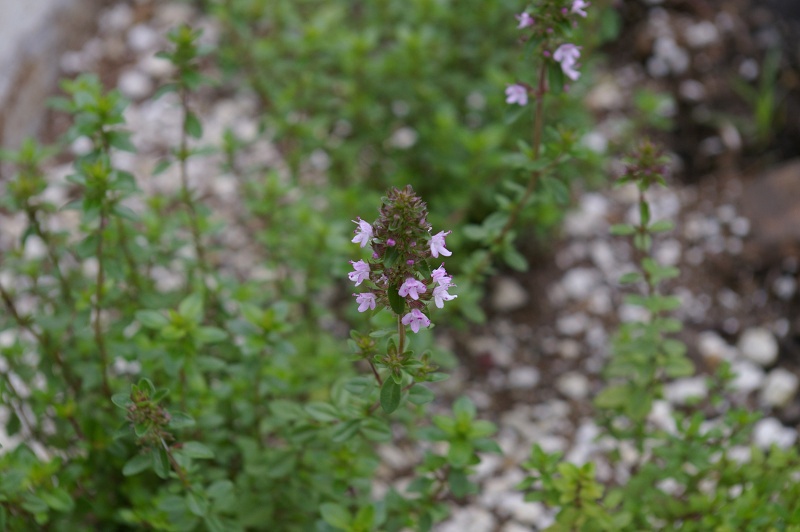 e0136424_14273713.jpg