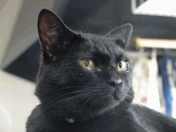 c0136736_231423100.gif