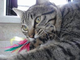 c0136736_23165237.gif