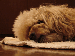 c0136736_2323569.gif