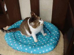 c0136736_2384891.gif