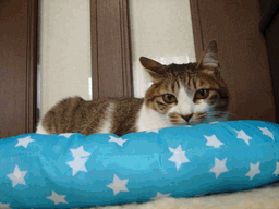c0136736_239840.gif