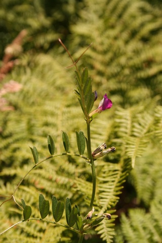e0129046_940329.jpg
