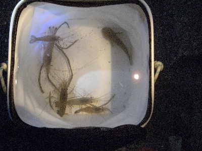 c0091679_1555288.jpg