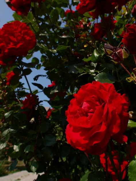 d0152981_1521231.jpg