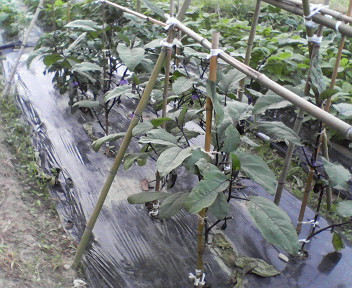 c0109891_1451072.jpg
