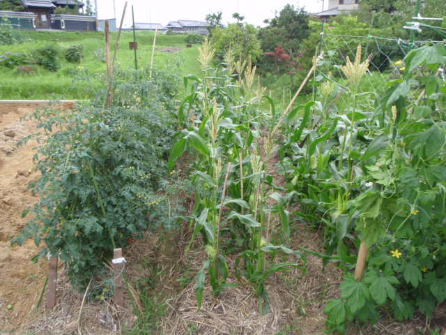 e0116798_951359.jpg