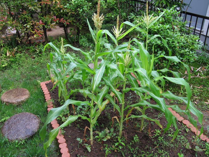 e0064400_20124330.jpg