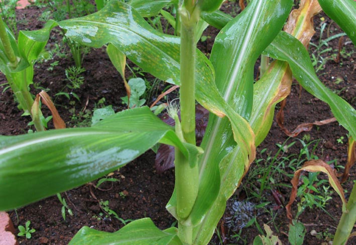 e0064400_20125352.jpg
