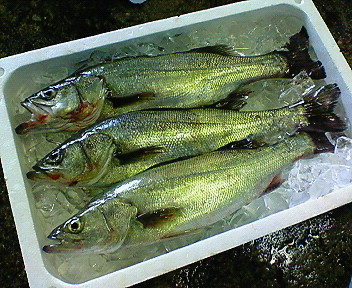 f0175403_12513329.jpg