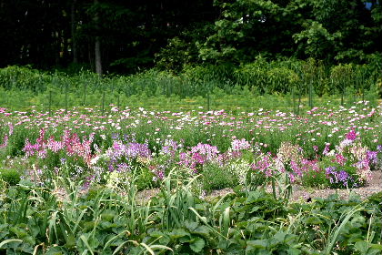 f0041606_20463546.jpg