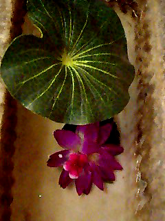 a0101715_140253.jpg