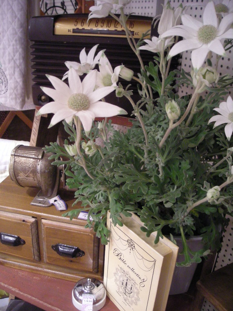 e0113915_8511055.jpg