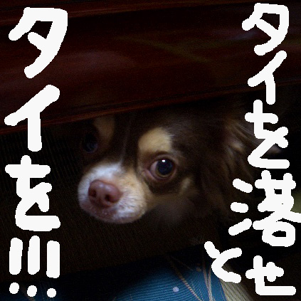 c0036617_177350.jpg