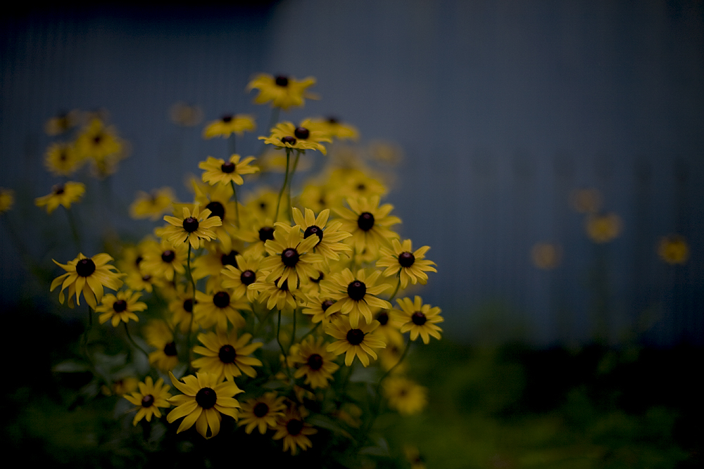 d0004832_1131204.jpg