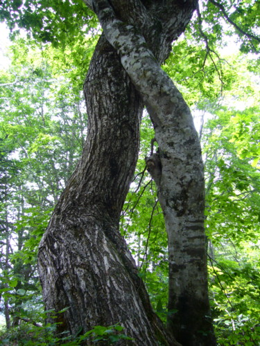 c0135361_1650445.jpg