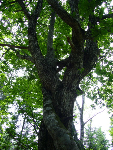 c0135361_1651262.jpg