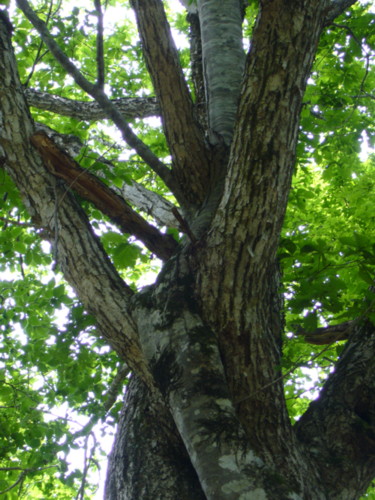 c0135361_1773466.jpg