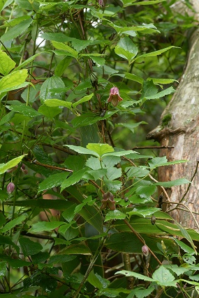 e0054067_11125024.jpg