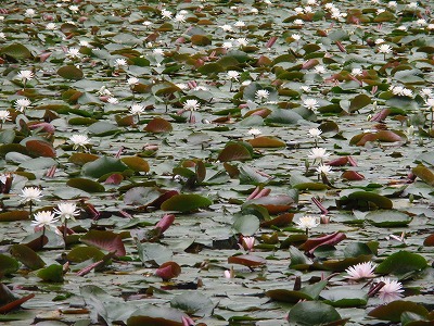 c0105785_1055549.jpg