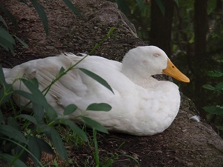 c0105785_11481125.jpg