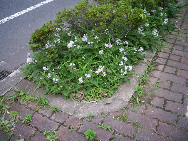 e0025300_15485061.jpg