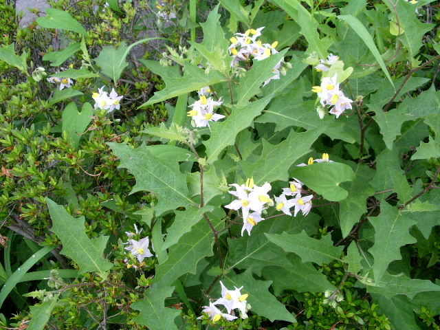 e0025300_1552203.jpg