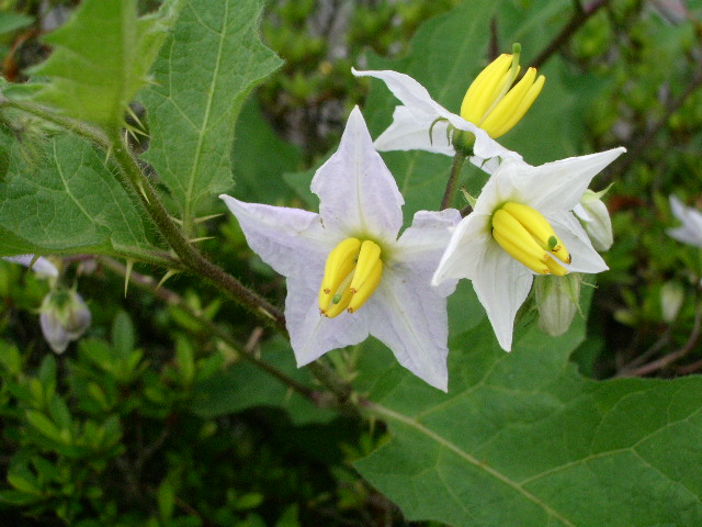 e0025300_15561491.jpg