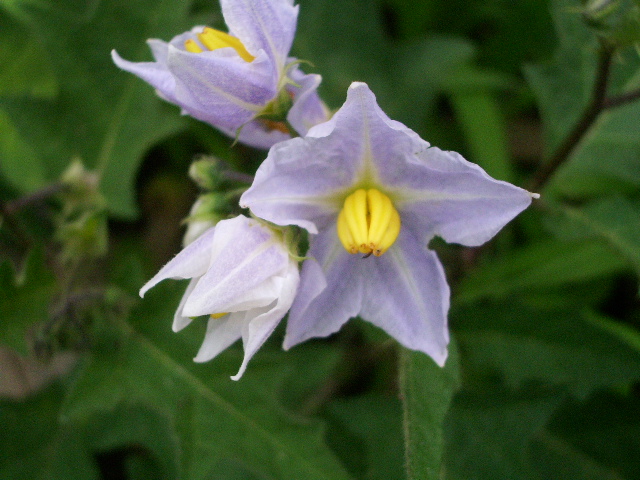e0025300_15592431.jpg