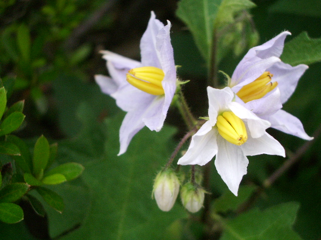 e0025300_1631677.jpg
