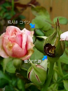 b0099813_911261.jpg