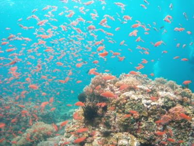 e0121018_1153163.jpg