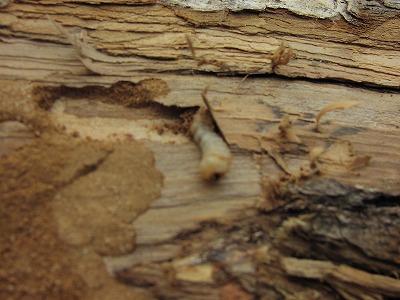 e0054022_8291119.jpg