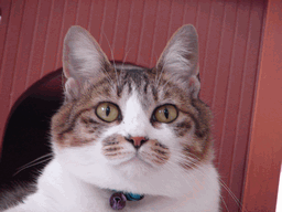 c0136736_21484482.gif