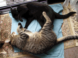 c0136736_21513067.gif