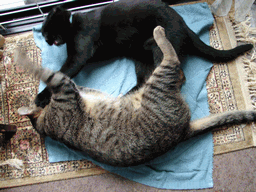 c0136736_2152060.gif