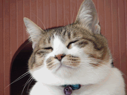 c0136736_21523339.gif