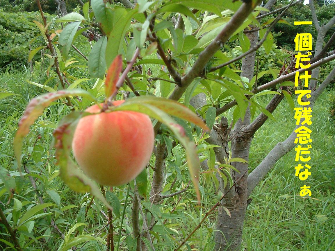 b0069163_1553515.jpg
