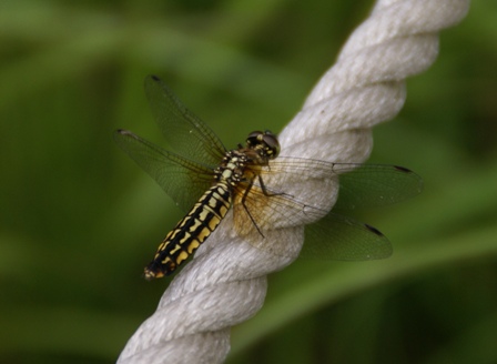 a0091666_0455571.jpg