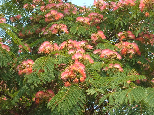c0115366_12501032.jpg