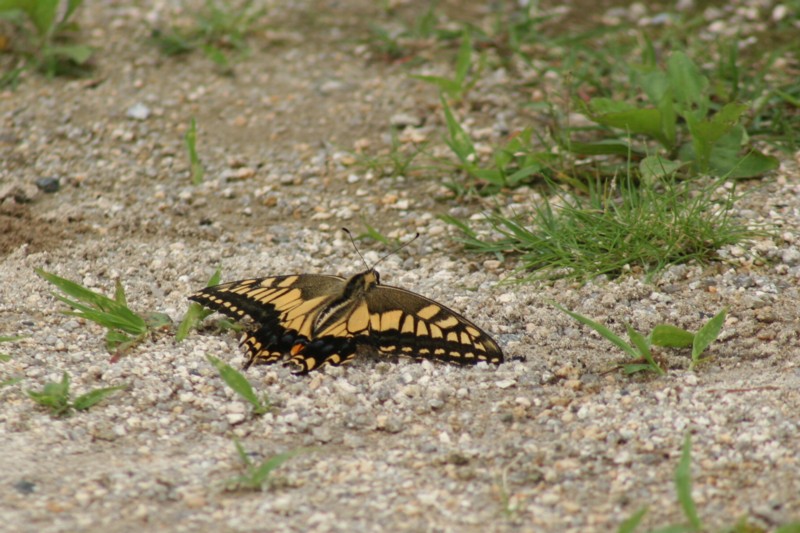 b0088772_207386.jpg