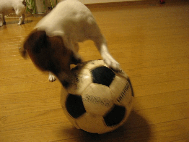 e0106372_13553672.gif