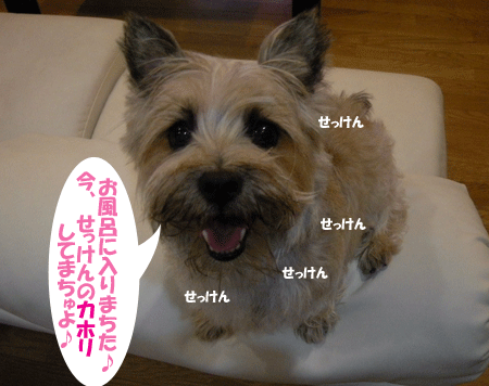 e0066883_20563061.gif