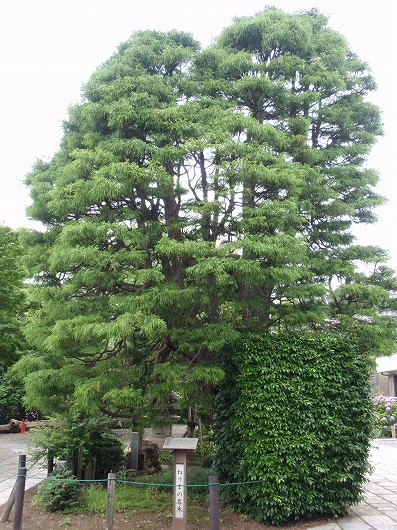 c0105785_10394639.jpg