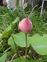 c0105785_10452036.jpg