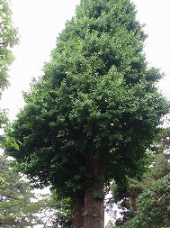 c0105785_9545772.jpg