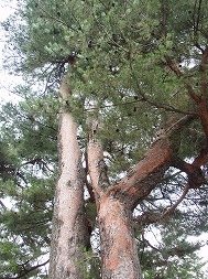 c0105785_955632.jpg