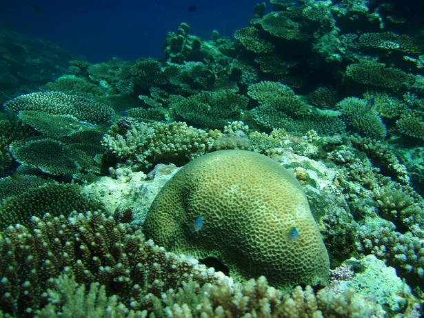 f0085291_171879.jpg