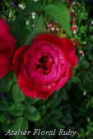 d0001008_9254496.jpg