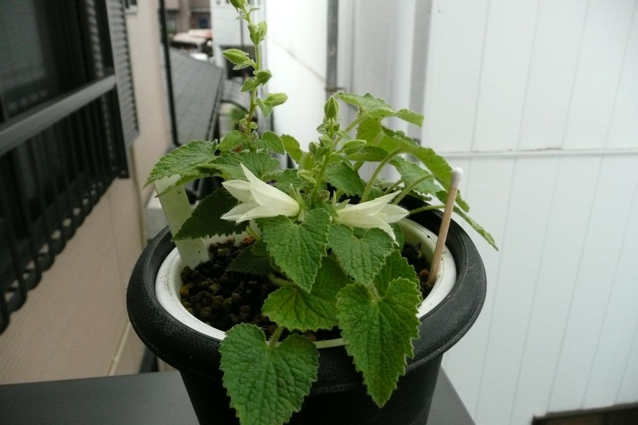 e0033229_9184614.jpg